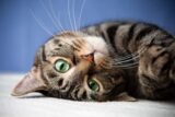 Study Finds Cats Have 276 Facial Expressions